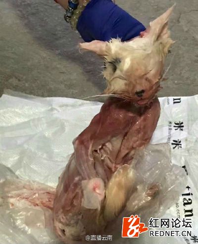 网曝丽江一女子买猫"退货"遭拒 将猫剥皮杀害
