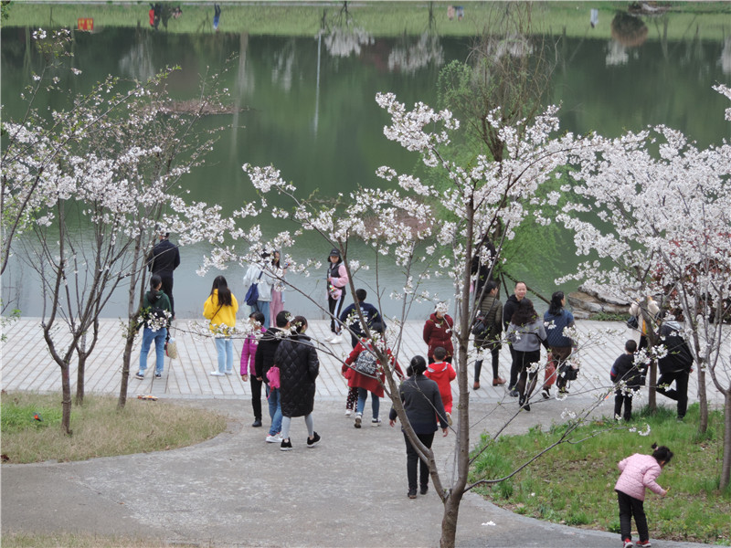 69 【探秘湖湘】石峰樱花开 市民踏春来        株洲市石峰公园位于