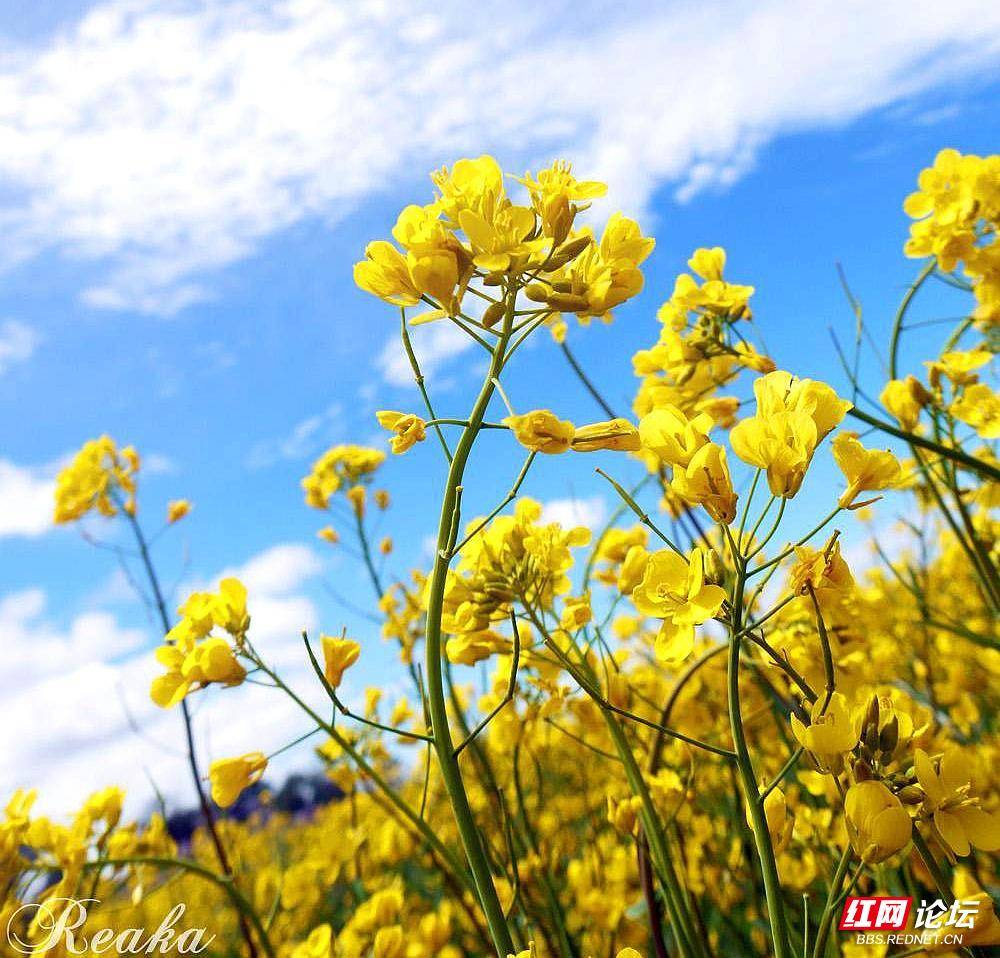 我爱油菜花美得回味无穷!