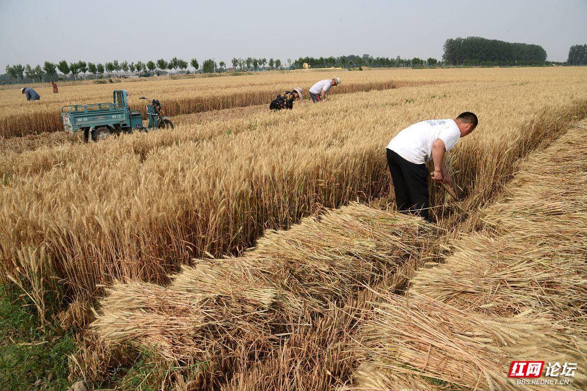 山东省茌平区温陈街道王甲村村民正在人工收割小地块麦子