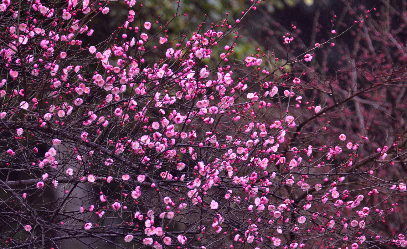 石峰公园的早樱.腊梅花儿开了!
