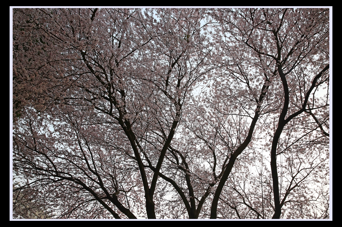 株洲公园管理二所院内好大一棵花树