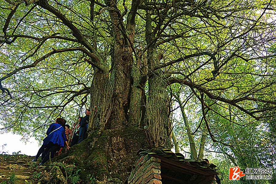 湖南第一大银杏古树,距今约2500多年