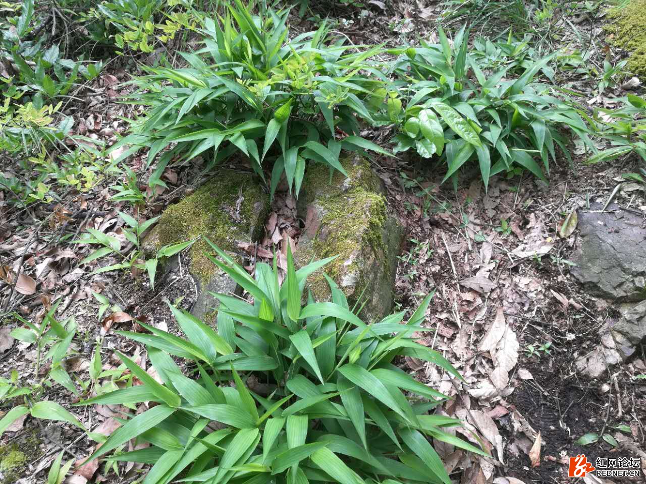 登莲花山(一)