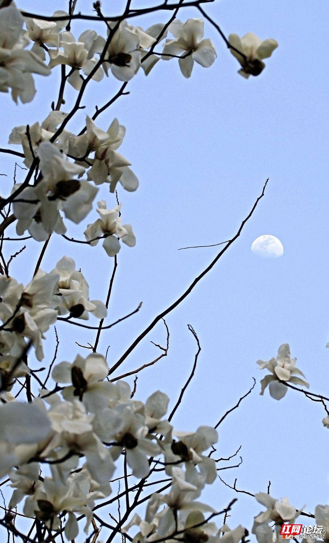 月光下的白玉兰树图片