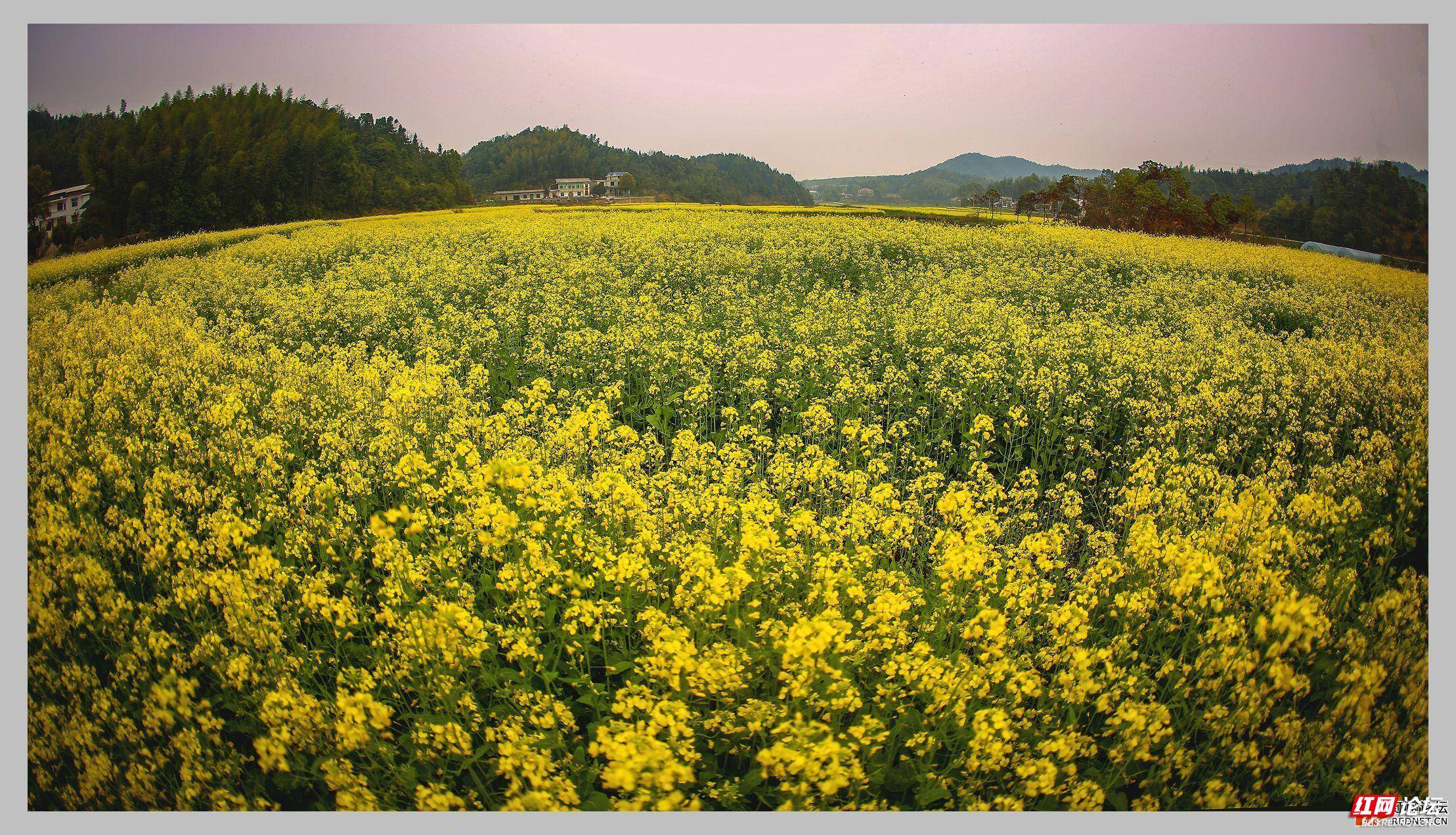 附近油菜花图片