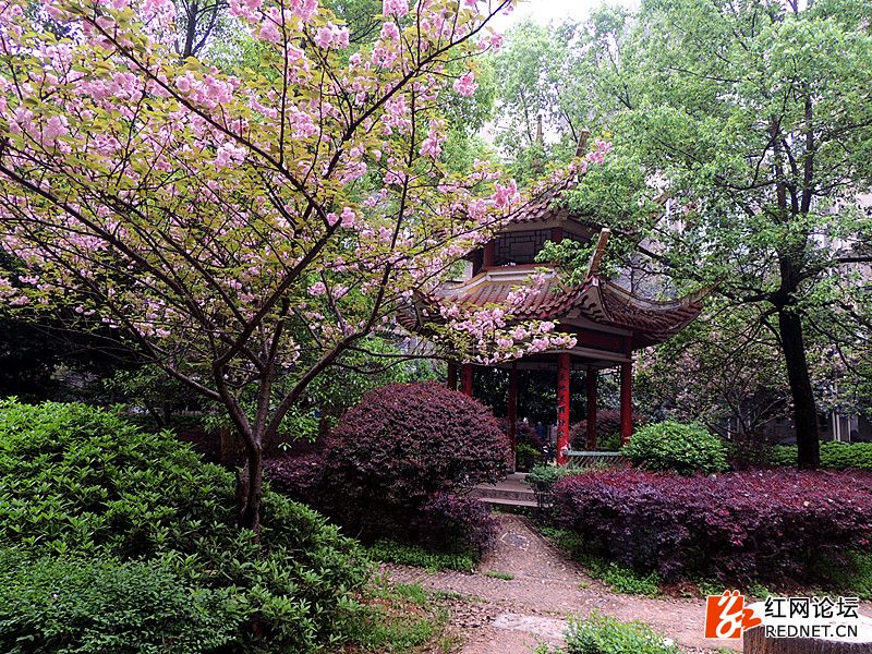 醴陵仙山公园樱花园图片