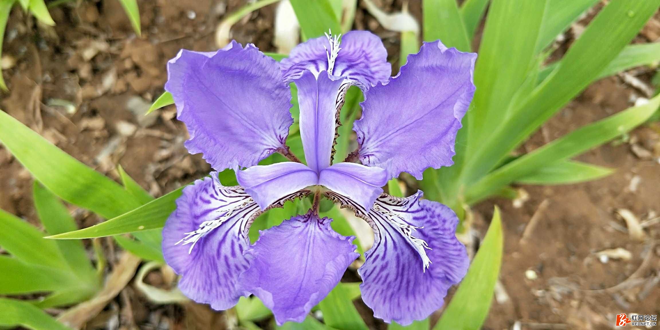 赏花正当时——鸢尾花(一)