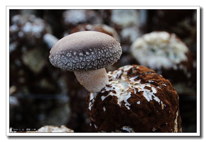 香菇品种介绍图片图片