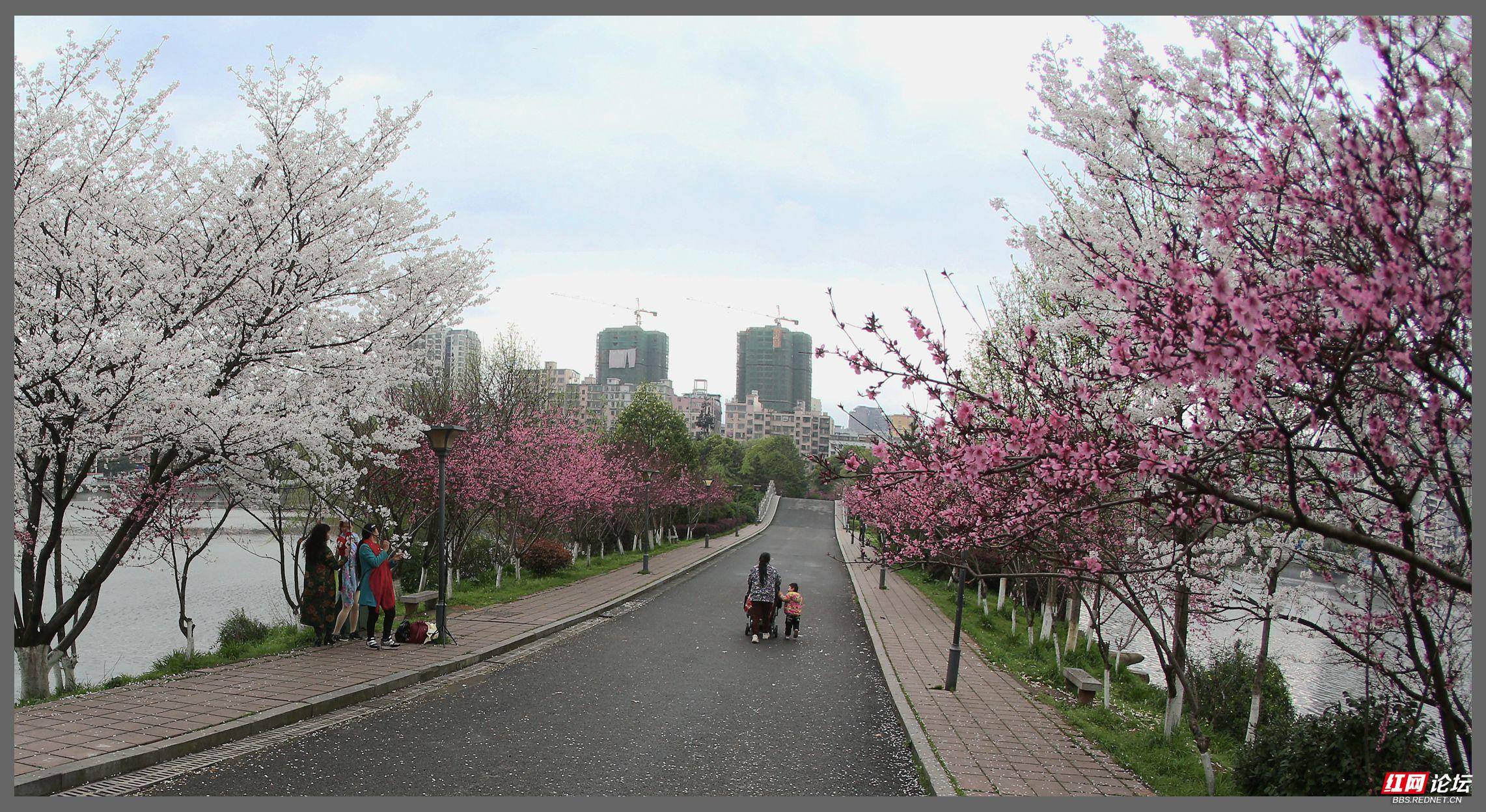 【探秘湖湘】一路缤纷,今春株洲东湖公园之花