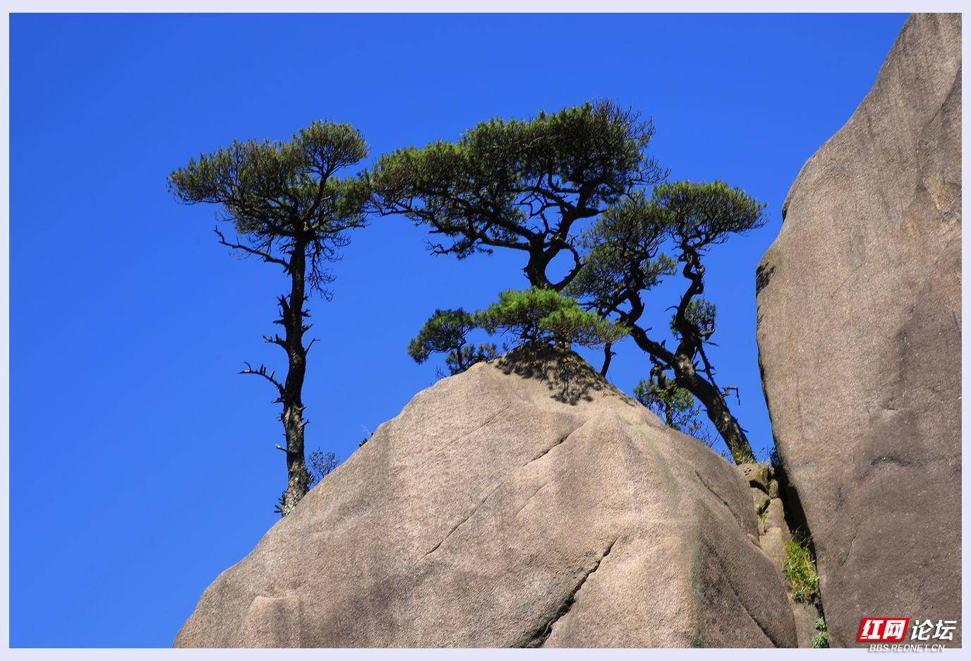 霍山红岩松图片