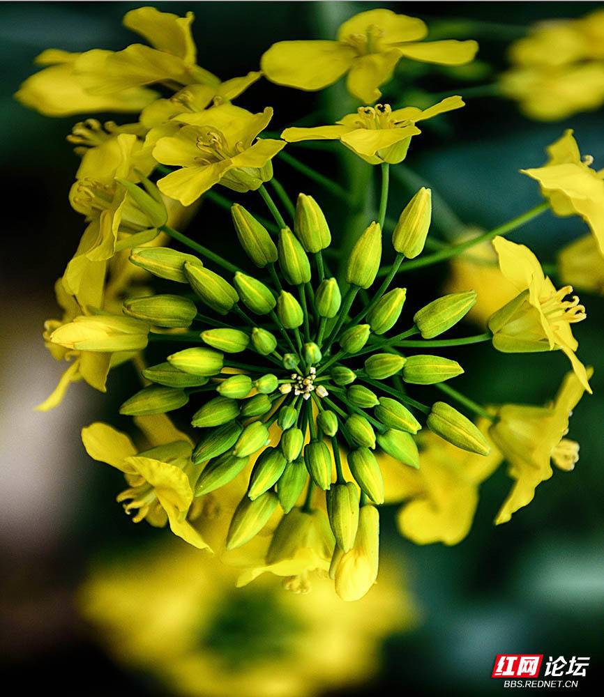 王银油菜花图片