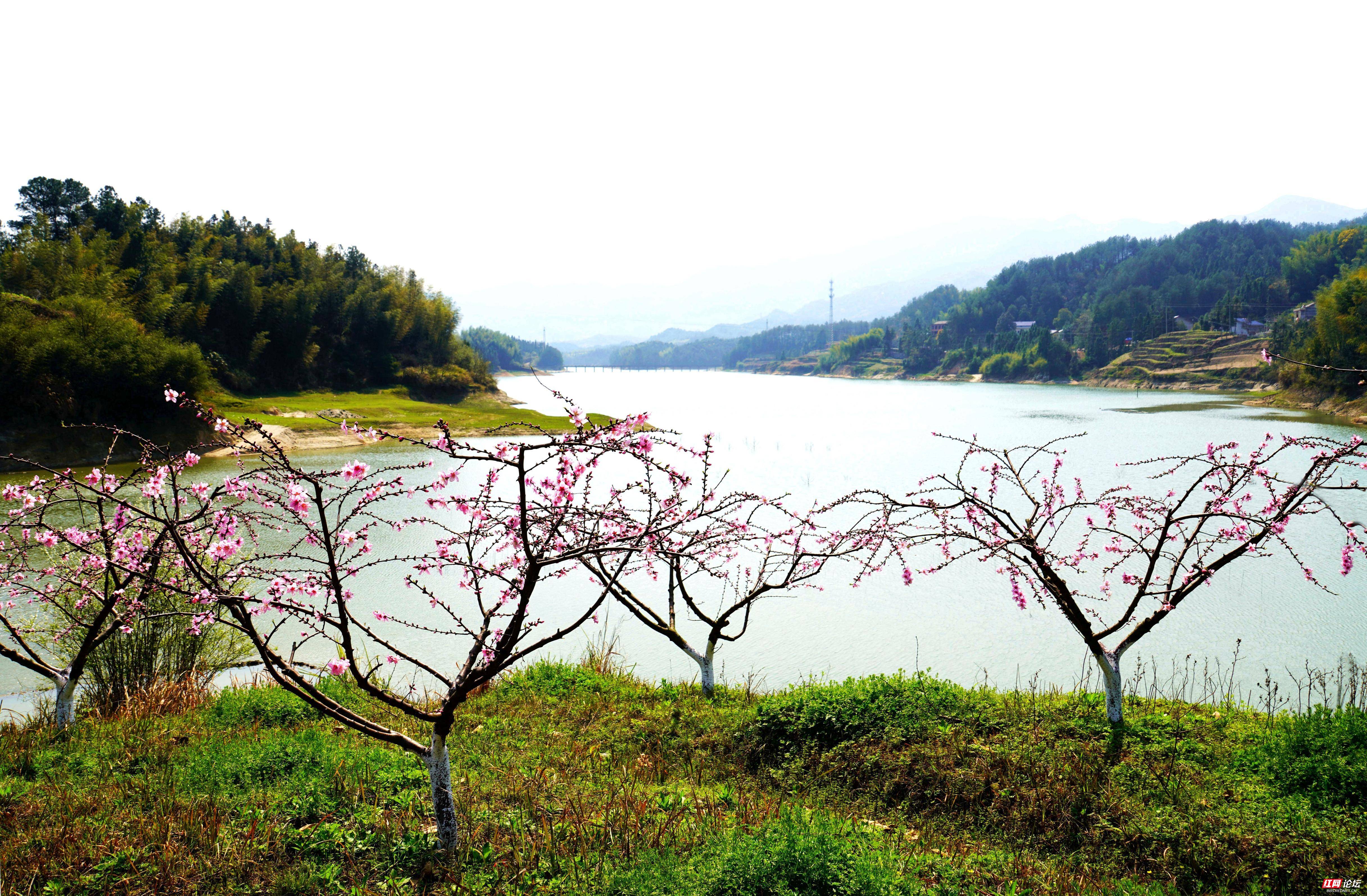 春游记  芙蓉山下桃花艳