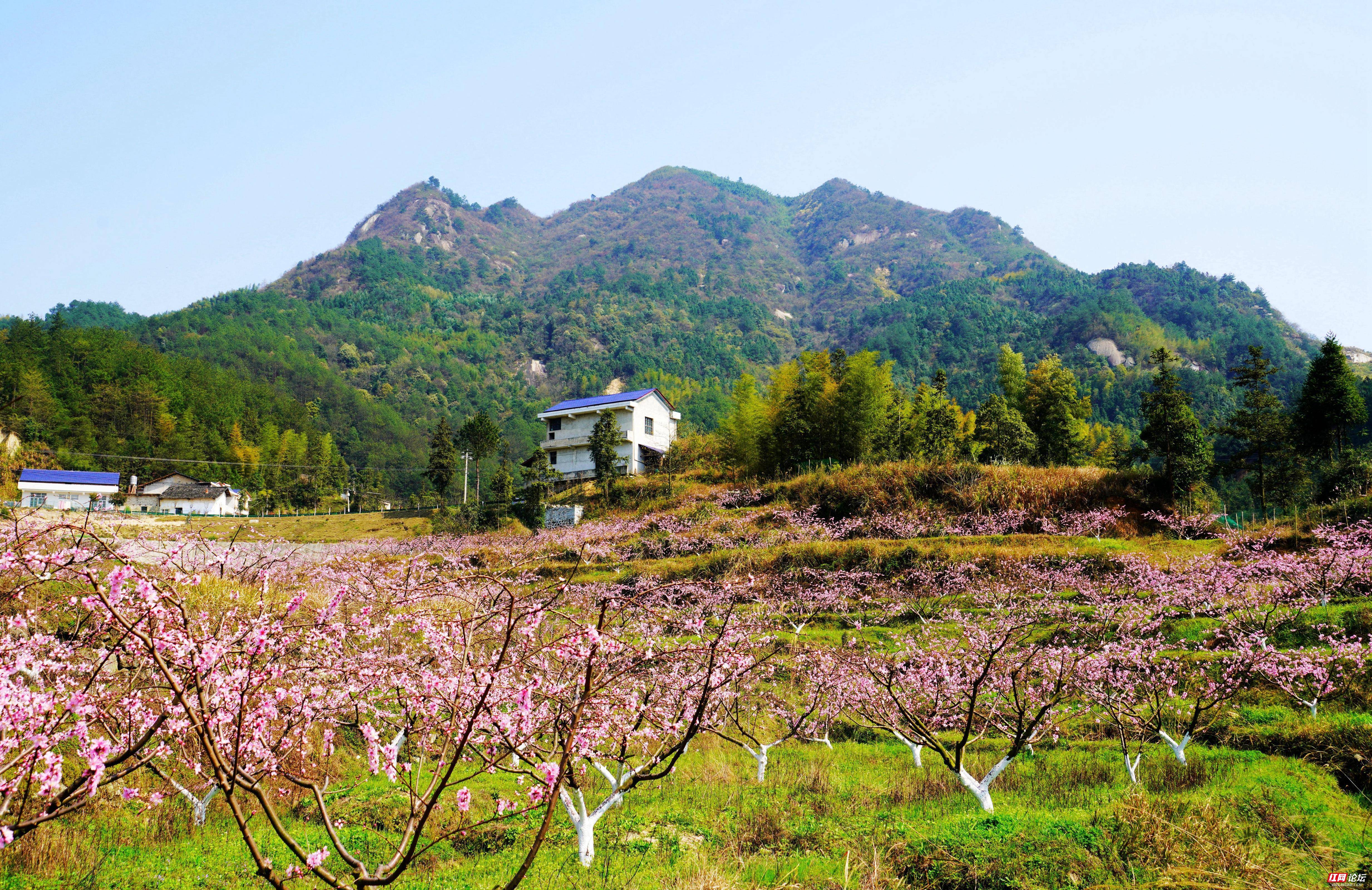 春游记  芙蓉山下桃花艳