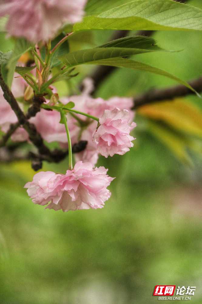 石峰公园樱花