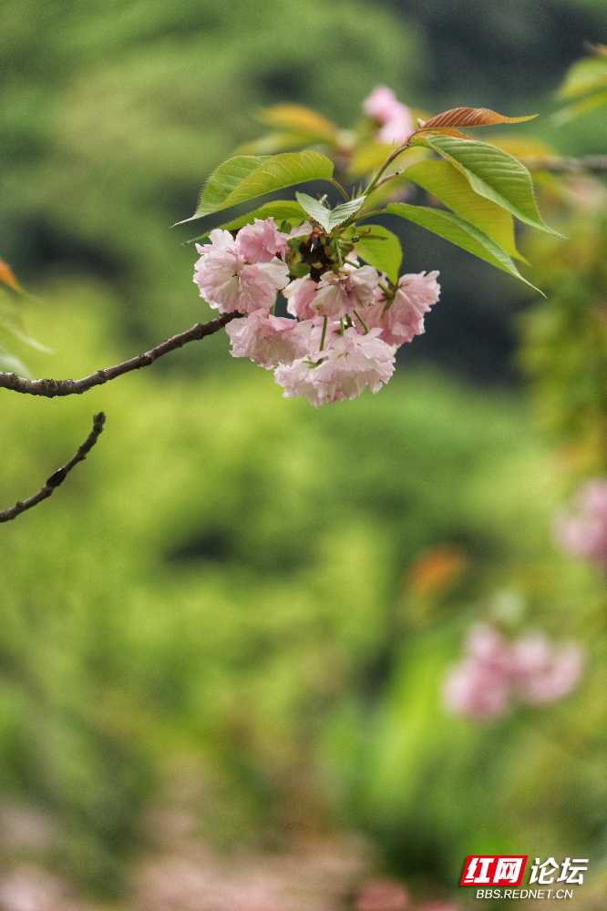 石峰公园樱花
