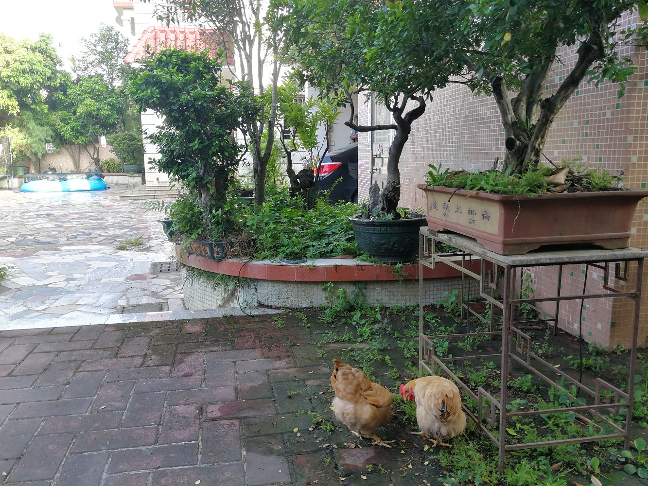 庭院里养鸡