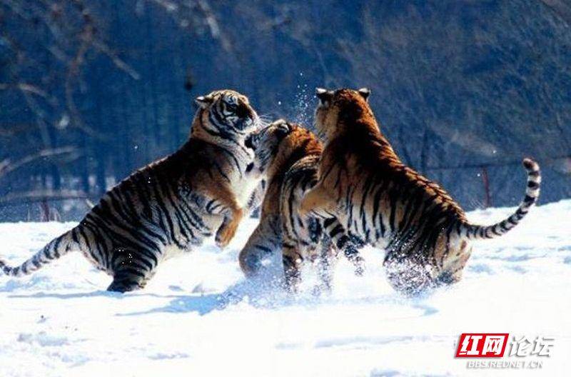哈尔滨老虎团图片
