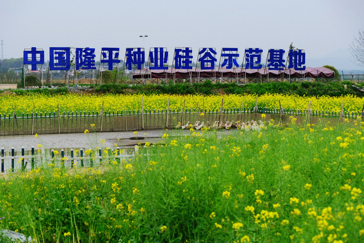隆平稻作公园基地图片