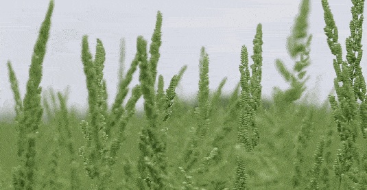 春天小草发芽动图图片